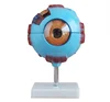 Advanced Human Anatomical Eyeball model