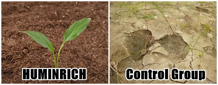  Rice Liquid Fertlizer.jpg