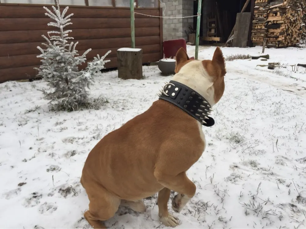 Pet Persediaan 3 Inch Spike Spiked Dog Kerah Untuk Anjing Besar