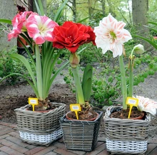 Calla lily bulbs hydroponic calla lily bonsai plants air purifying plants – 5 ball