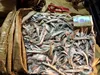 Frozen Sand lance for feeding 8.5kg / block