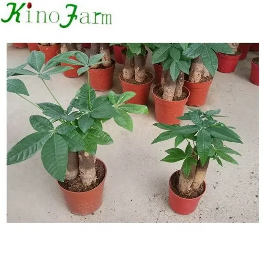 
pachira money trees plant 
