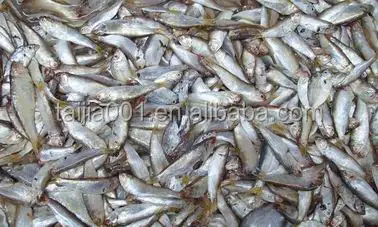 
good quality fish meal low price,origin china 