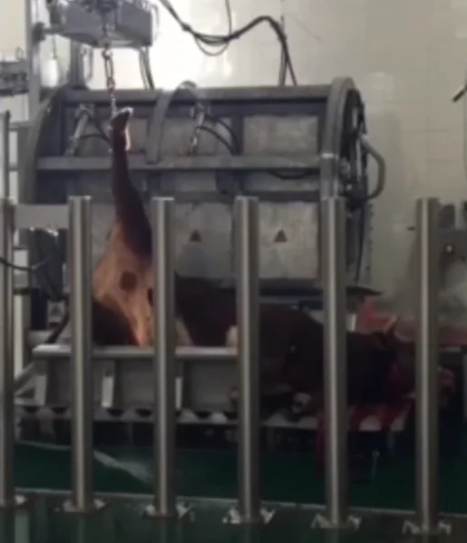 Muslim Cattle Head Fixed Pneumatic Reversed Halal Slaughter Box Buy