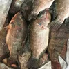 Frozen Whole Round Black Tilapia Fish Supplied From XIAMEN TAISENG