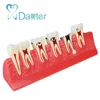 High Quality Dental Caries Illustration Model for Explaining educationing the progress of caries