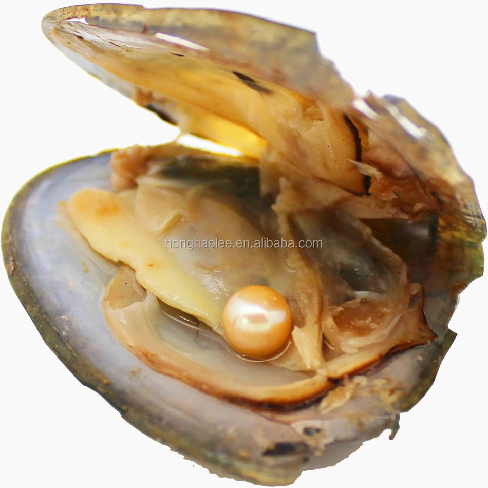 

Free shipping by dhl 2-5 days vacuum packaging 6-7mm 4A freshwater pearl oysters, pearl color is 16#, 28 colors to choose from