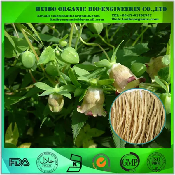 
Codonopsis pilosula / Pilose asiabell root / dangshen supplier 