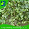 Hot sale good resistance colored cotton seed for cultivation