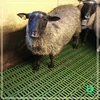 Livestock slatted floor,goat farm equipment plastic sheet for floor cover