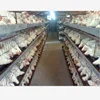 ISO9001 Factory layer and broiler feeding project used poultry farming equipment