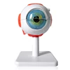Cheap Price Anatomic Model of Human Eye