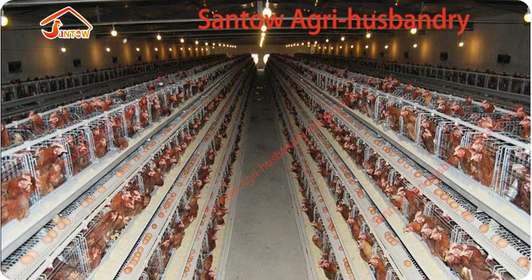 4 tier chicken layer cages automatic poultry cages galvanized wire mesh battery broiler cage price for Uganda Philippine sale