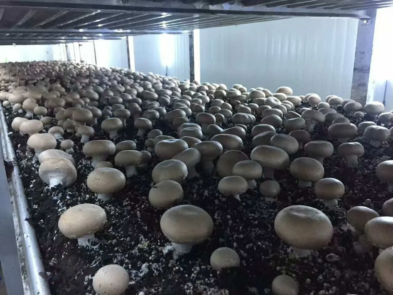 стеллажи для выращивания грибов