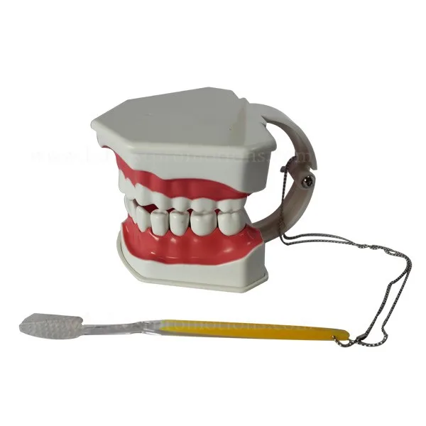 BP72054-2w dental jaws human teeth model
