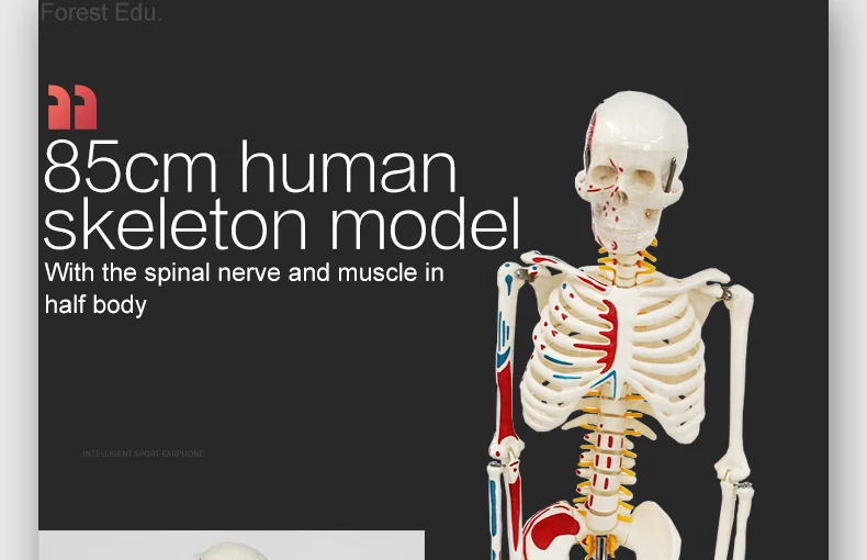 1 artificial skeleton.jpg