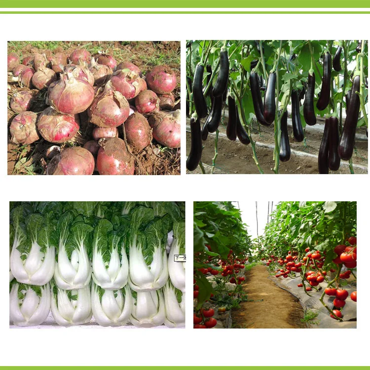 Solanberry fertilizer for vegetables