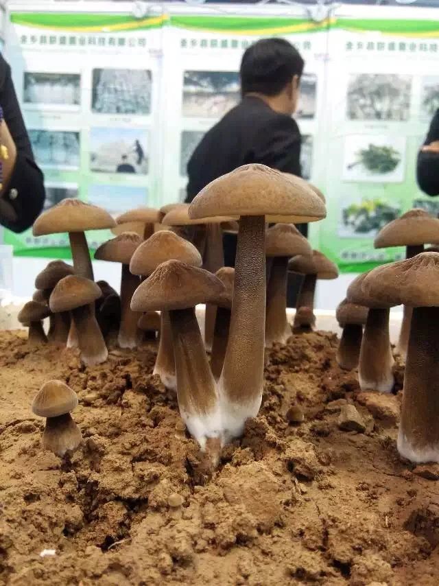 
Detan Black Collybia Albuminosa Mushroom Export 