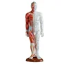 Anatomy Professional 55cm Medical Acupuncture &Muscle Model