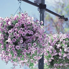 Hanging petunia seed sowing summer and autumn seasons indoor balcony easy to plant flower seeds potted seeds 10 seeds