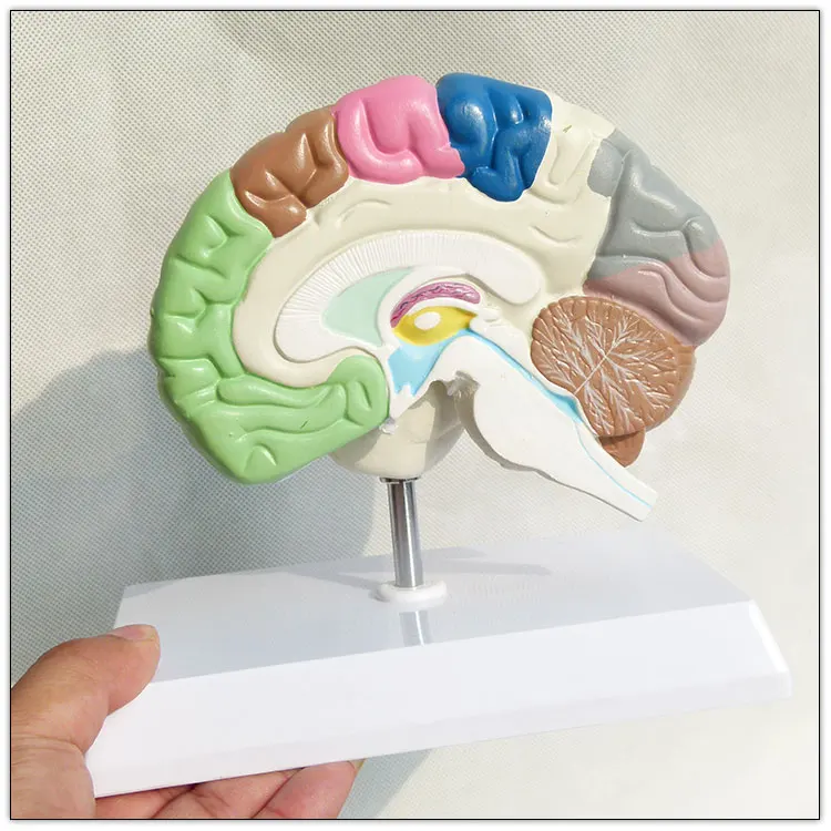 brain models for psychology