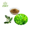Best Selling 100% Pure Green Tea Leaf Extract Powder from GMP Certificated Manufacturer