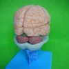 Advanced human anatomical model plastic brain