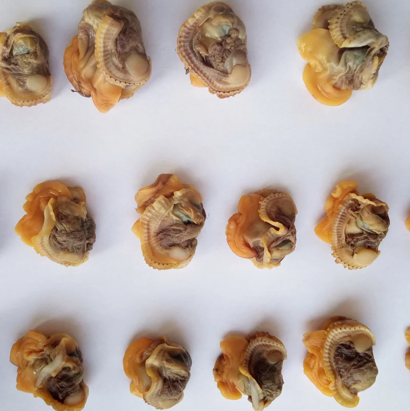 arkshell meat (2).jpg