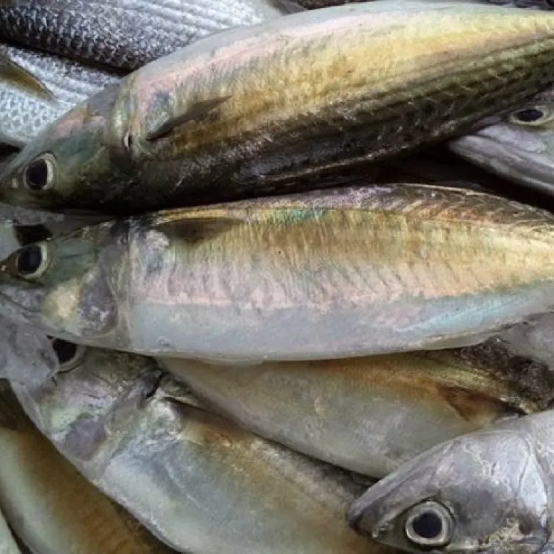 frozen Horse Mackerel Fish  