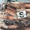 200-300g calamari illex argentine frozen squid fish for sale