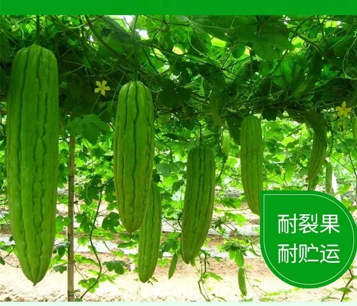 Chinese Hybrid F1 Bitter Gourd Seeds Bitter Melon Seed Balsam Pear Seeds For Sowing Buy Bitter Melon Seed High Quality Bitter Melon Seeds Bitter Mellon Product On Alibaba Com