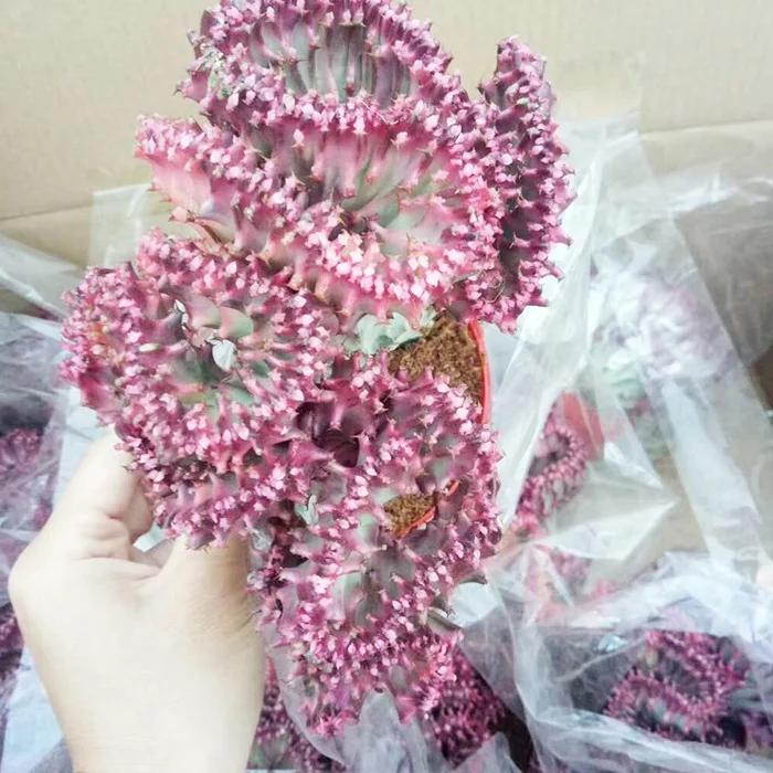 
flower cactus colorful bonsai purple kirin echinopsis pachanoi 