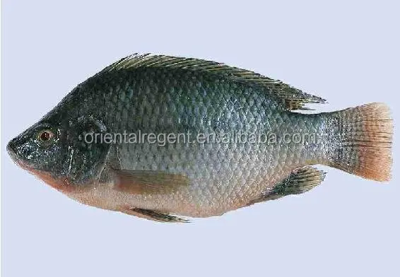 
#chinese fish factory sell farm raised black Tilapia 