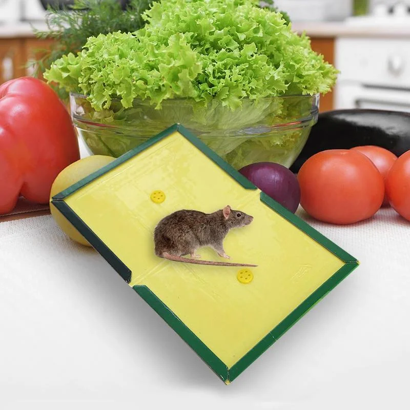 Rat Glue Trap