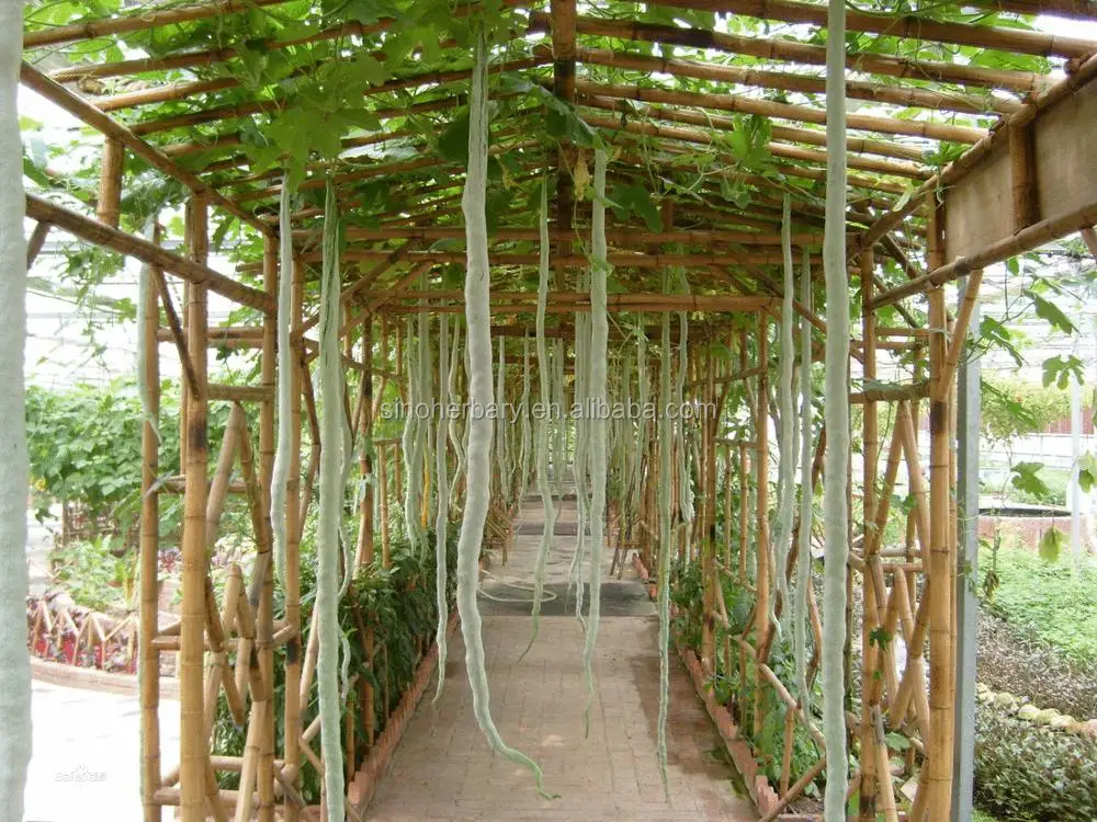 2021 very long snake gourd seeds for growing