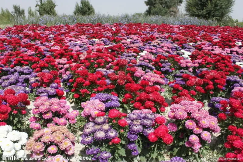 成長のための夏の花の種ハイブリッド中国アスター種子 Buy アスター 夏種子 アスターの種子 Product On Alibaba Com