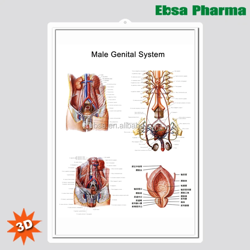 Male Genitals Tumblr