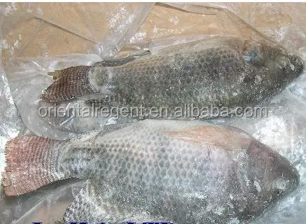 
#chinese fish factory sell farm raised black Tilapia 