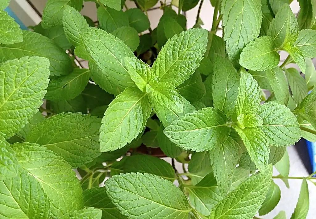 Можно мяту во время беременности. Mentha arvensis. Mentha arvensis l.. Мята поперечная. Трава похожая на мяту но не мята.