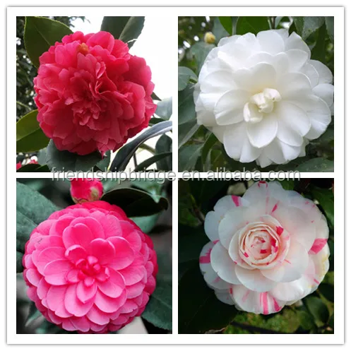
Ornamental Plants Indoor and outdoor plant Camellia japonica 