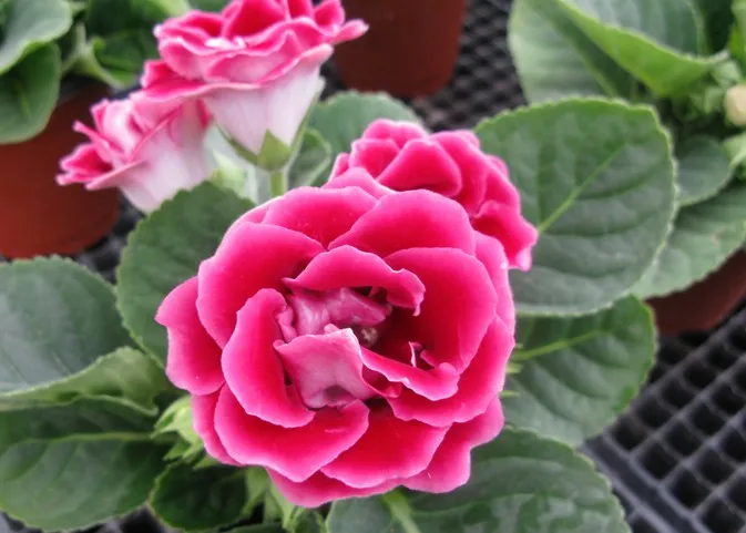 Hybrid F1 Gloxinia Flower Seeds For Cultivation, View flower seeds ...