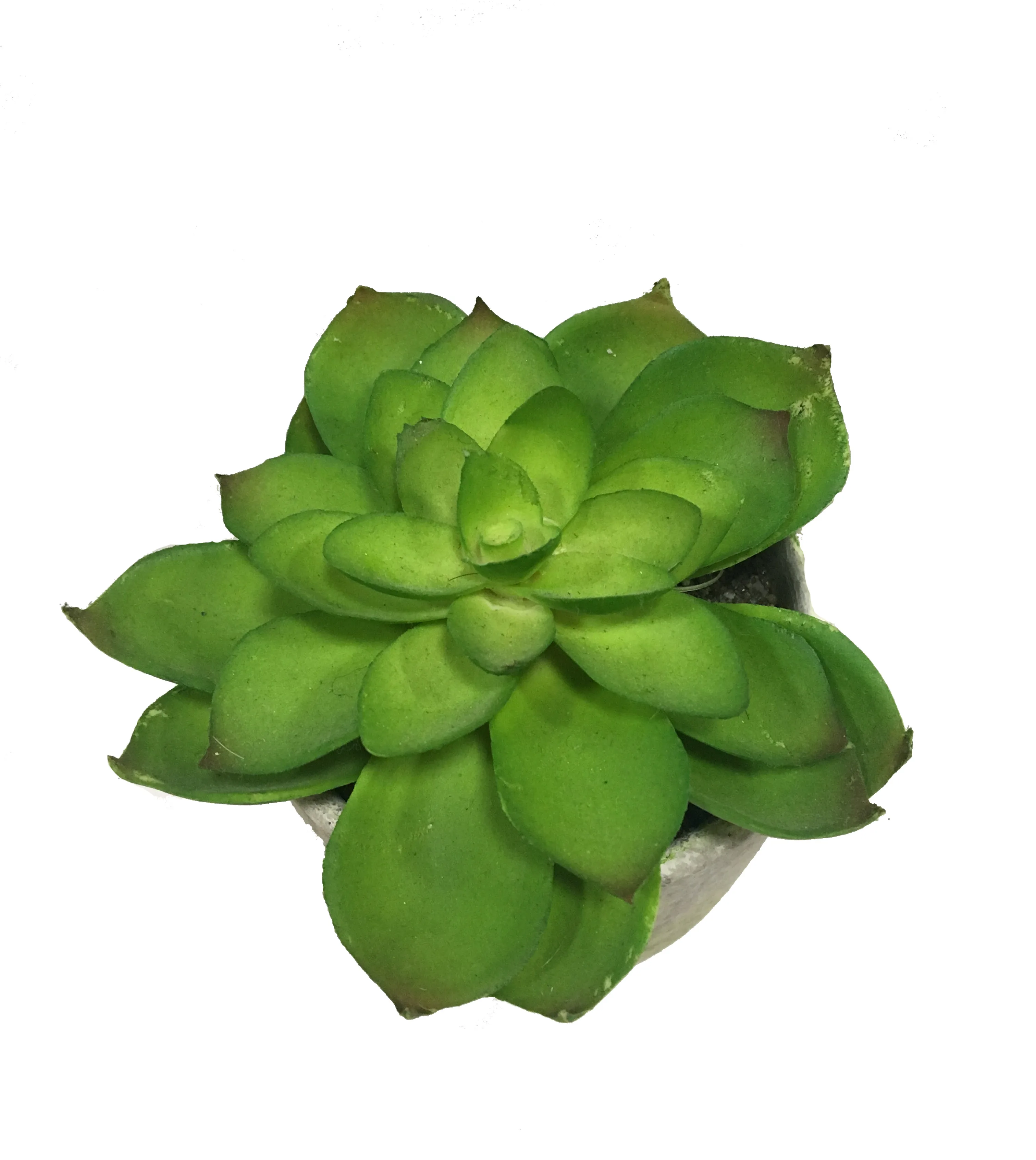 small artificial yellow and green faux succulent plants with
