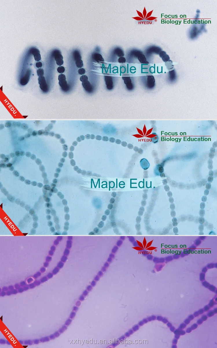 Fixed set Most popular algae biology prepared miscroscope slides set