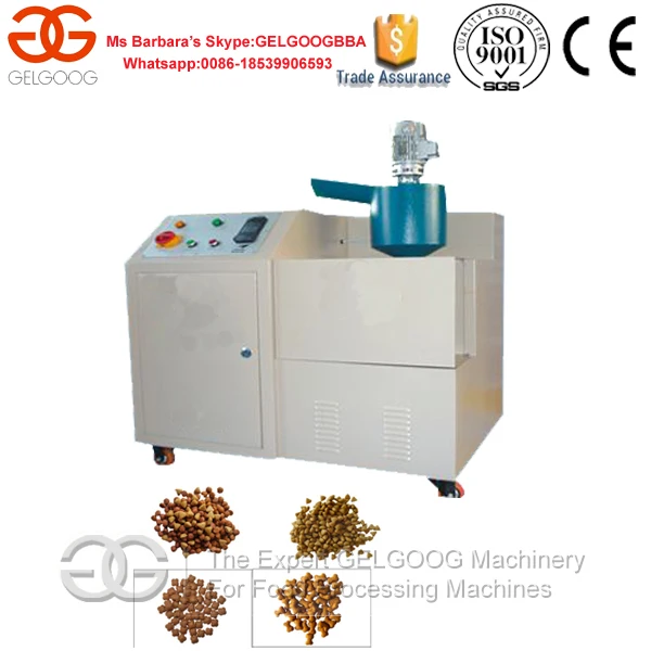 papillon chihuahua mix rescue