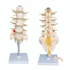 Human Lumbosacral Vertebrae and Nerves Skeletal Anatomy Structure Model