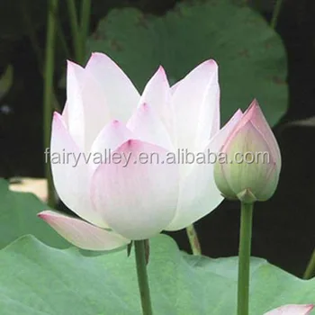 Salju Putih Lotus Benih Bunga Lily Bunga Benih Untuk Tumbuh Buy