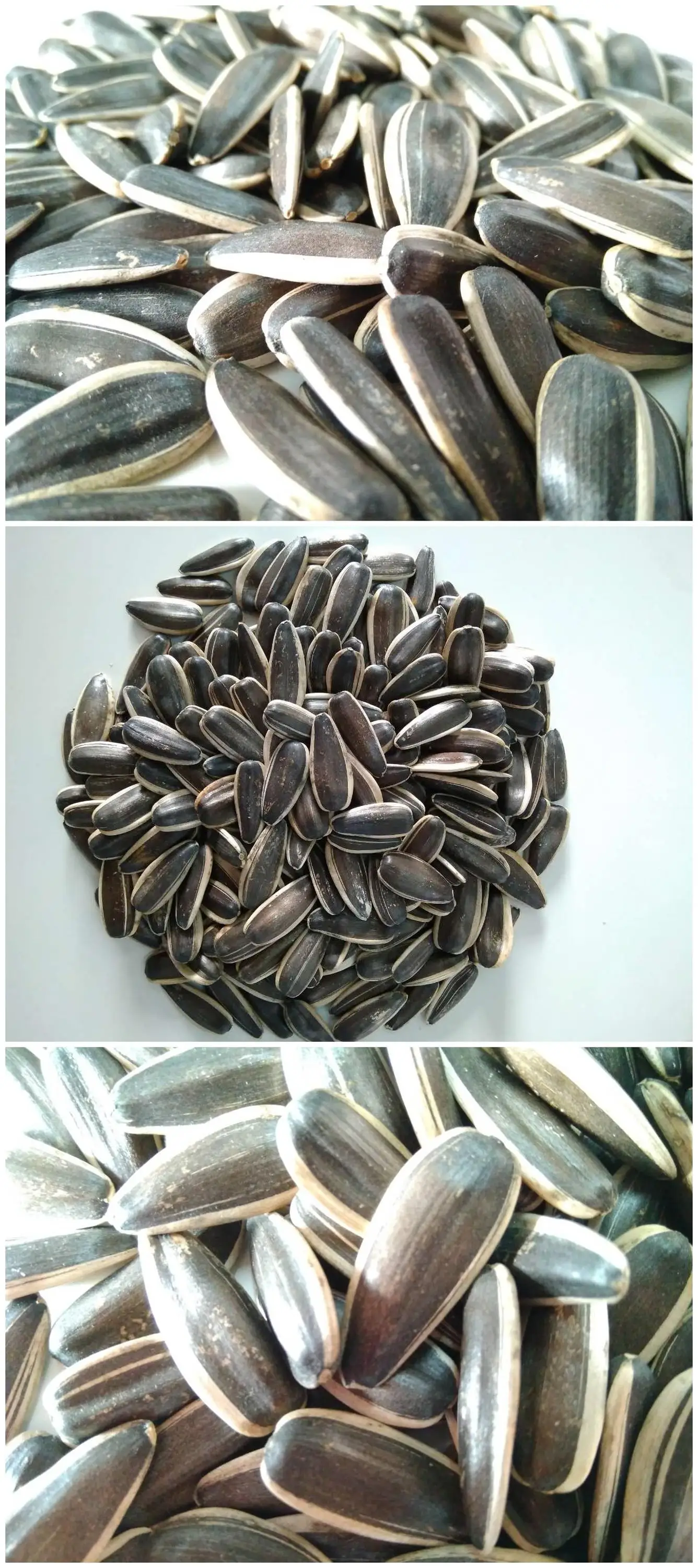 Finally 22 Tons Of Cheap Sunflower Seeds 361 Buy Striped Sunflower