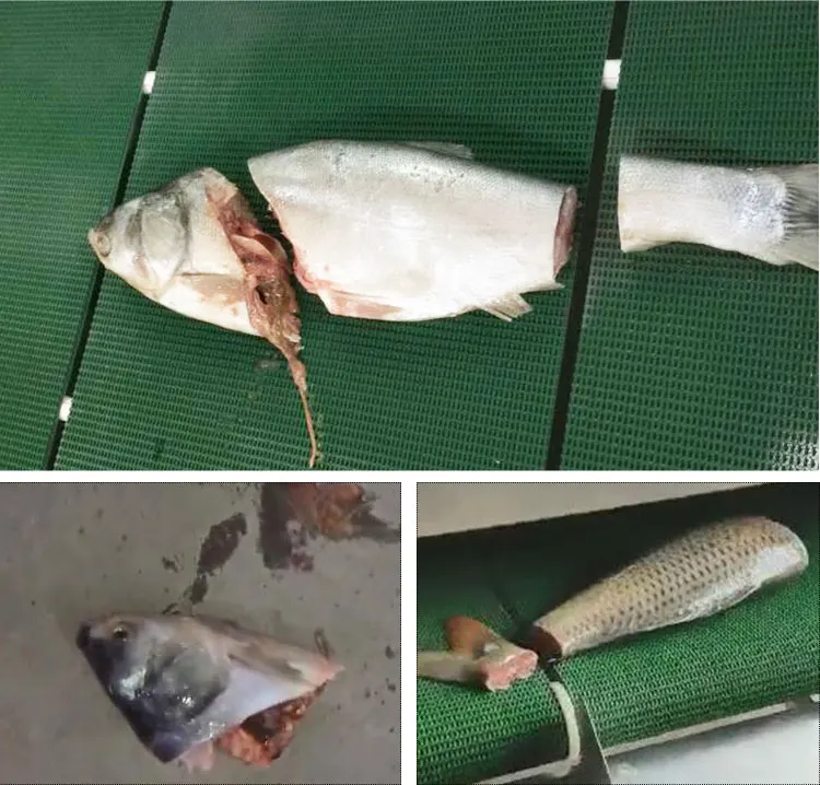 Automatic Fish Gut Removal Cleaning Gutting and Scaling Machine Fish Processing Plant manufacture