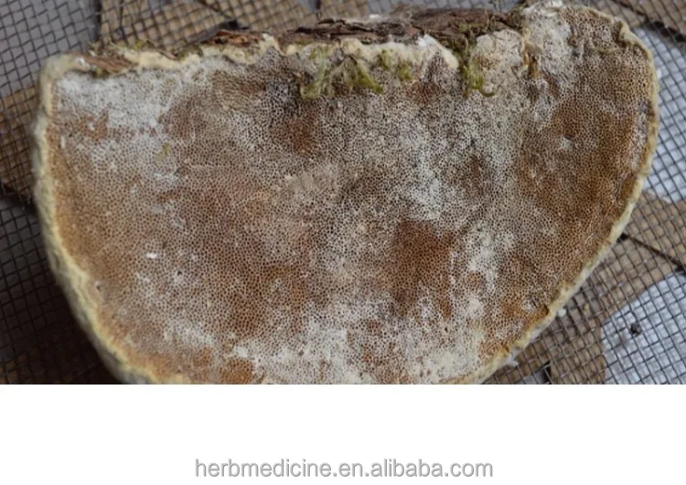 
Wild organic mushroom Trametes suaveloens (L.) Fr. whole part for food and herb 