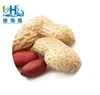 Shandong roasted Peanut in Shell with different sizes for Malaysia market